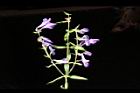 黃芩12.JPG