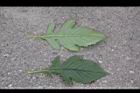 黃花三七草-葉08.jpg