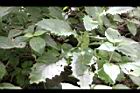 黃花三七草-葉序1.jpg