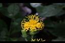 黃花三七草-花09.jpg