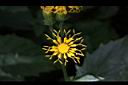 黃花三七草-花11.jpg