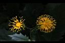 黃花三七草-花15.jpg