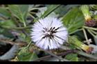 黃花三七草-實07.JPG