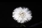 黃花三七草-實21.JPG