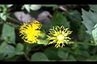 黃花三七草-花05.jpg