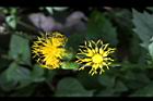 黃花三七草-花07.jpg