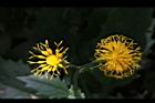 黃花三七草-花13.jpg