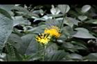 黃花三七草-花17.jpg