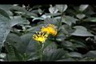 黃花三七草-花18.jpg