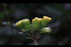 黃花三七草-花苞1.JPG