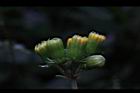 黃花三七草-花苞2.JPG