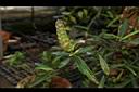 黃花假杜鵑-花苞08.JPG