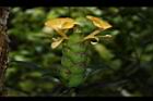 黃花假杜鵑-花13.JPG