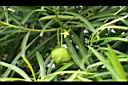 黃花夾竹桃-實0.JPG