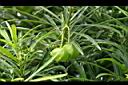 黃花夾竹桃-實1.JPG