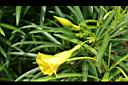 黃花夾竹桃-花0.JPG