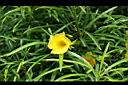 黃花夾竹桃-花2.JPG