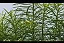 黃花夾竹桃-花苞0.JPG