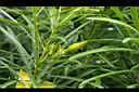 黃花夾竹桃-花苞1.JPG