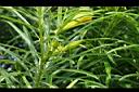 黃花夾竹桃-花苞2.JPG