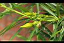 黃花夾竹桃-花苞3.JPG