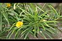 黃花夾竹桃05.JPG