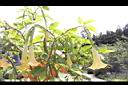 黃花曼陀羅-實12.JPG