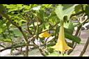 黃花曼陀羅-實20.JPG