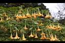 黃花曼陀羅19.JPG
