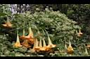 黃花曼陀羅21.JPG