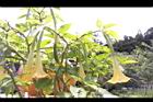 黃花曼陀羅-實15.JPG