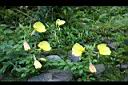 黃花月見草-花01.jpg