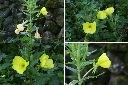 黃花月見草-花1.jpg