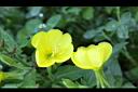 黃花月見草-花20.JPG