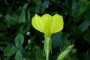黃花月見草-花30.JPG