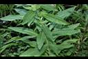 黃花月見草-葉01.JPG