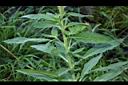 黃花月見草-葉序00.JPG