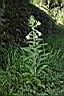 黃花月見草06.JPG
