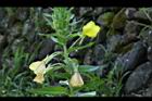黃花月見草-花05.JPG