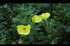 黃花月見草-花07.JPG