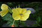 黃花月見草-花10.jpg