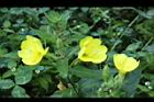 黃花月見草-花14.JPG