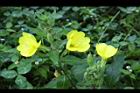 黃花月見草-花15.JPG