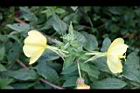 黃花月見草-花22.jpg