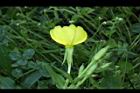 黃花月見草-花27.JPG
