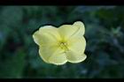 黃花月見草-花40.jpg