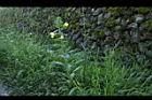 黃花月見草20.JPG