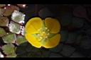 黃花菱-花16.JPG