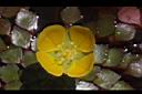 黃花菱-花20.JPG