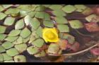 黃花菱-花02.JPG